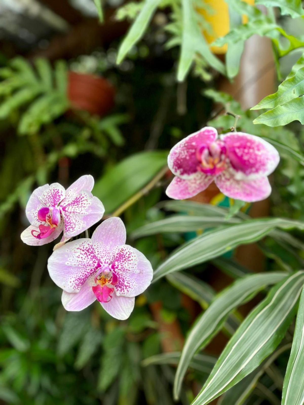 Recanto Toca Das Plantas De Ilhabela I Exterior photo