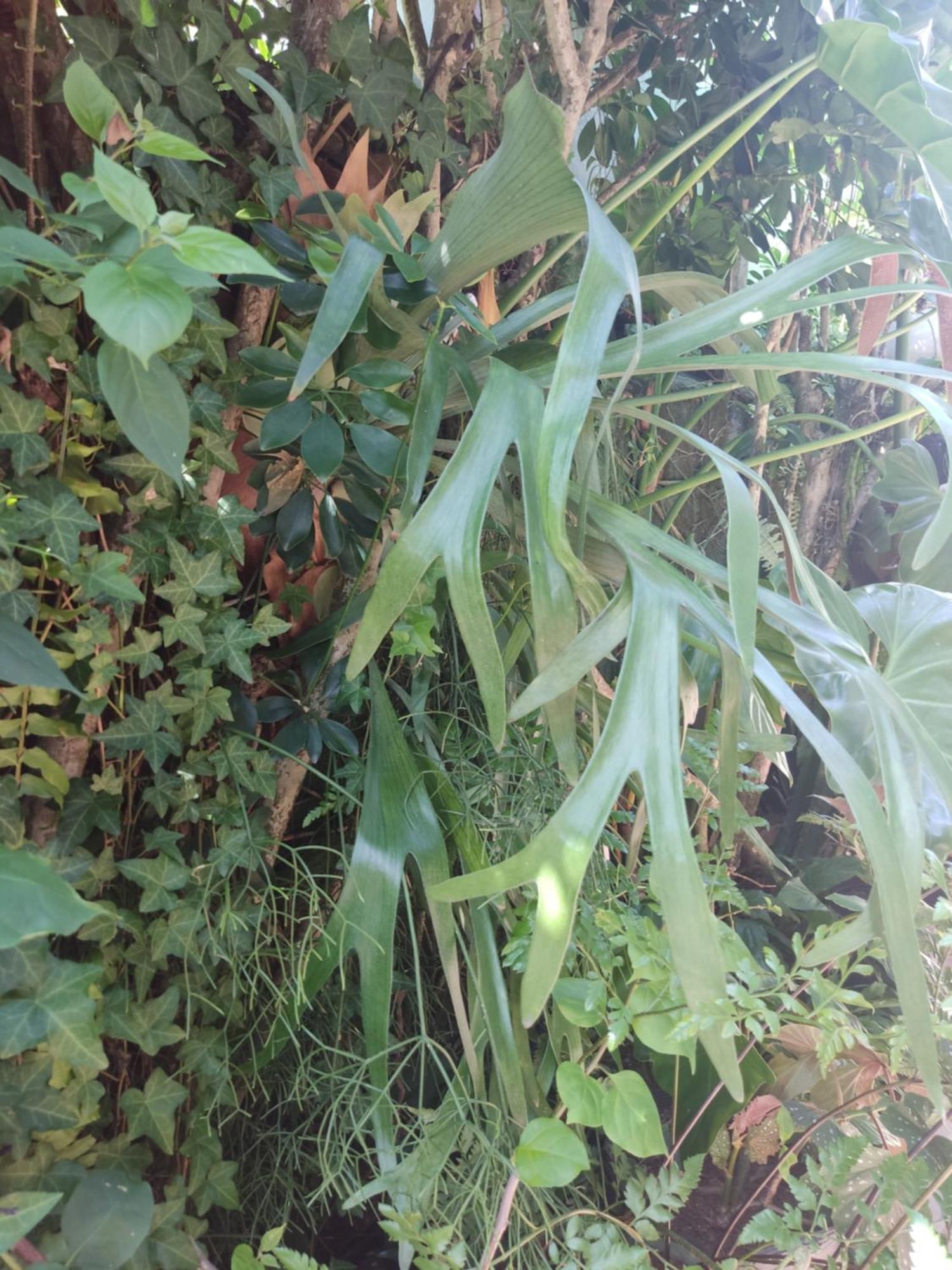 Recanto Toca Das Plantas De Ilhabela I Room photo